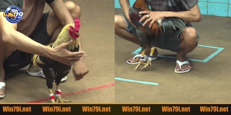 Dây buộc Meron màu đỏ và Wala màu xanh biển