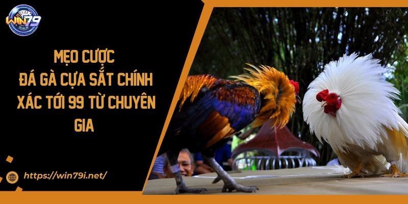Mẹo Cược Đá Gà Cựa Sắt Chính Xác Tới 99% Từ Chuyên Gia 